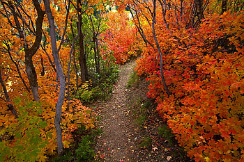 Autumn-R, great, graphy, colors, walk, beauty, nice, scenery, season, trees, autumn, amazing, road, path, landscape, r, beautiful, tree, park, leaves, pretty, cool, view, nature, lovely, forest HD wallpaper