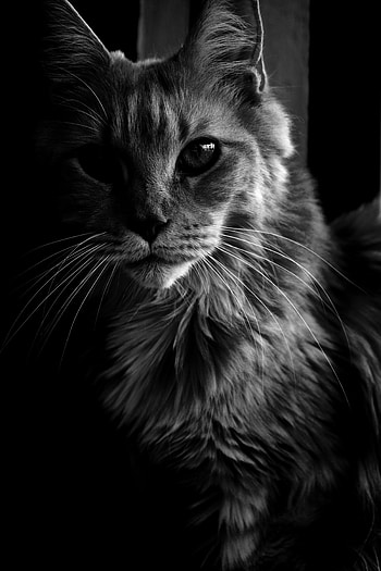 Animals, Cat, Fluffy, Pet, Bw, Chb, Maine Coon, Maine HD phone wallpaper
