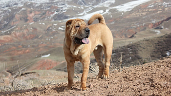 Animals, Dog, Precipice, Break, Expectation, Waiting, Shar Pei HD wallpaper