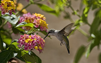 Animals, Flowers, Leaves, Sun, Humming-Birds, Bird HD wallpaper