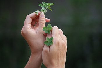 4 leaf clover, lucky, 4 leaves, clover, nice HD wallpaper
