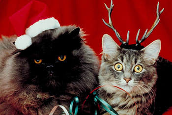 Christmas cats, cats, feline, hat, christmas HD wallpaper