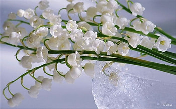lily of the valley, white, flower, glass, spring, lily HD wallpaper