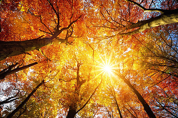 Worm's eye shot of a groove of trees, turned gold by autumn, with a bright sunset shining through, nature, sun, gold, tree, fall, landscape, golden hour, autumn, trees, forest, sunset HD wallpaper