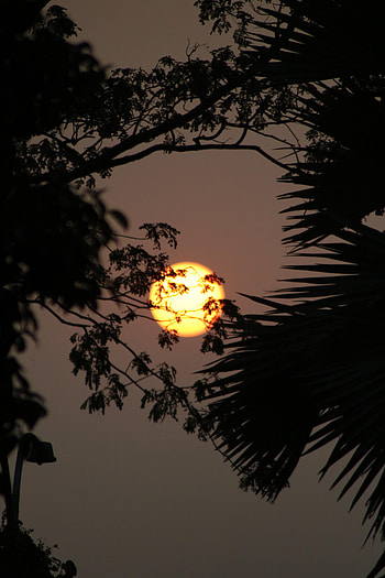 Nature, Trees, Sky, Sun, Branches HD phone wallpaper