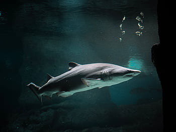 Captivating of a shark gracefully swimming in an aquarium's deep waters. HD wallpaper