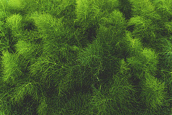 Nature, Grass, Plant HD wallpaper