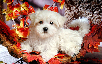 Animals, Autumn, Leaves, Lie, To Lie Down, Puppy HD wallpaper