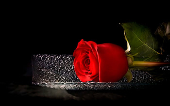 ღ❤ღ, rose, beautiful, macro, flower HD wallpaper