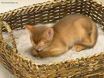 Kitten, cats, kitties HD wallpaper