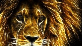 Lion | Best HD wallpaper