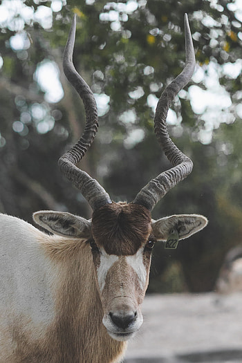 Nature, Jesse delice, Addax, Animal HD phone wallpaper