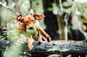 Brown Vizsla dog energetically jumping over a log with a toy ball in a lush forest. HD wallpaper