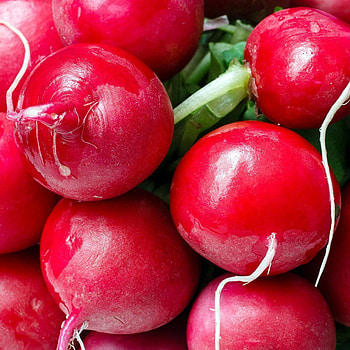 Radish champion, Plantnmore, Food HD phone wallpaper