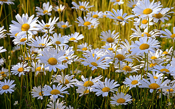 Daisies, Latvia, flowers, meadow HD wallpaper