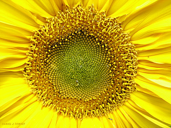 wildflowers, daniel j towsey, danieltowsey HD wallpaper
