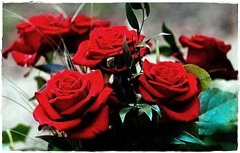 Red Roses, flowers, roses, red, flower HD wallpaper