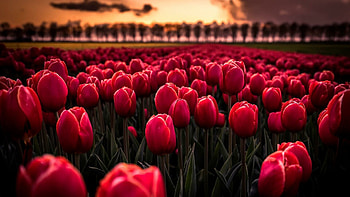 Tulip Field, Tulips HD wallpaper