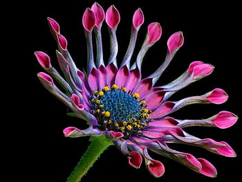Stunning close-up shot of a vibrant pink African daisy blooming against a black background. HD wallpaper
