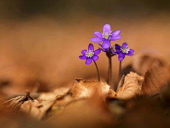 Plants, Flowers, Violet HD wallpaper