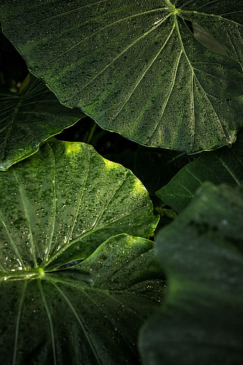 Raindrops, leaf, big and green HD phone wallpaper
