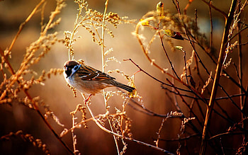 Bird, Animals, Flowers, Wood, Tree, Sparrow, Branches HD wallpaper