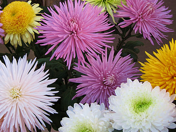 Flowers, Chrysanthemum, Bright, Bouquet, Different HD wallpaper