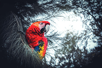 Animals, Parrots, Bird, Branches, Macaw, Exotic HD wallpaper