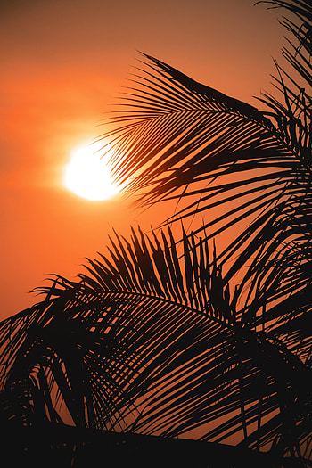 Nature, Sunset, Sun, Palms, Outlines HD phone wallpaper