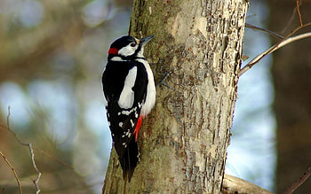 Animals, Bird, Wood, Tree, Woodpecker HD wallpaper