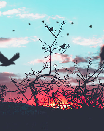 Nature, Birds, Sky, Silhouette, Branches HD phone wallpaper