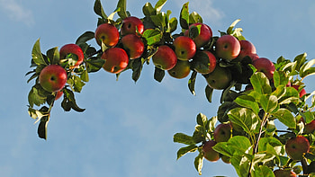 Apple tree , Serene landscapes, Fruits galore, Nature's wonder HD wallpaper