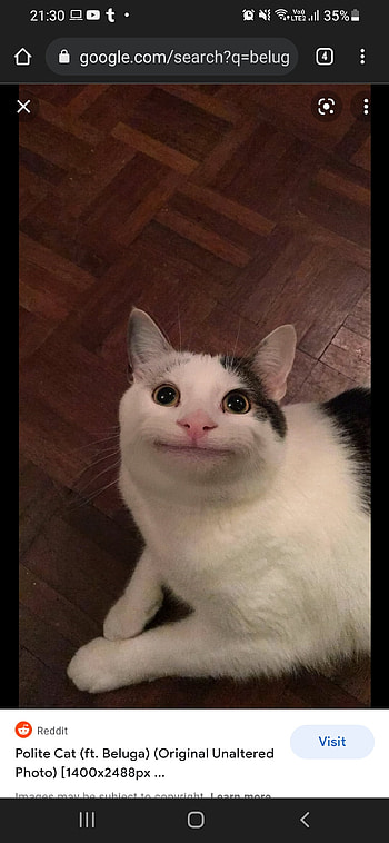 Beluga, whiskers, felidae HD phone wallpaper