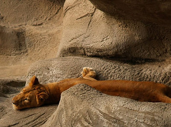 Lazy Cat, lazy, lion, predator HD wallpaper