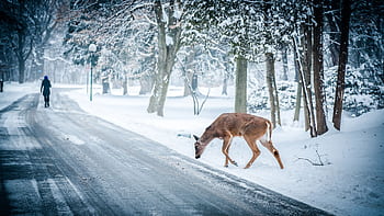 A solitary deer crosses a snow-covered road in a tranquil winter forest scene. HD wallpaper