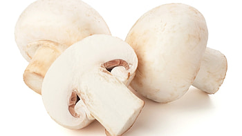 Mushroom archaeology, Chef's exploration, Unique culinary journey, Gastronomic artistry HD wallpaper