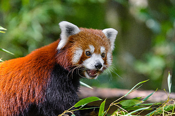 Animals, Panda, Astonishment, Surprise, Red Panda, Little Panda, Small Panda, Fiery Panda HD wallpaper
