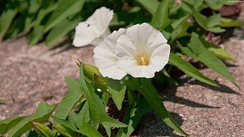 Flowers, Bindweed, Asphalt, Greens HD wallpaper