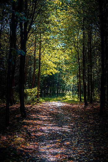 Tranquil forest path with lush trees and sunlit leaves creating a serene atmosphere. HD phone wallpaper