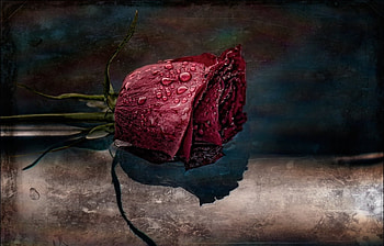 Single wet rose, water drops, beautiful, single rose, beauty, rose, petals, flower, wet rose, red rose, water HD wallpaper