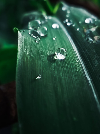 Go Green, Realme community, Eco-conscious HD phone wallpaper