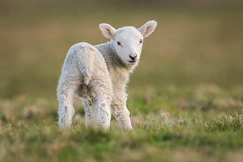 Goat, Graceful presence, Serene demeanor, Fantastic creature HD wallpaper