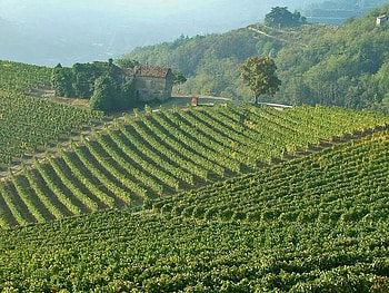 Vineyards in Piedmont, Italy, italy, sky, yard, vine HD wallpaper