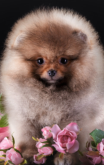 Fluffy, Pomeranians HD phone wallpaper