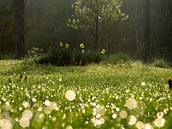 Morning Dew, morning, sunlight, grass, tree, park, light, green, trees, dew, sun HD wallpaper