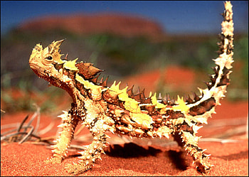 Thorny Devil, devil, thorny, reptile, lizard HD wallpaper