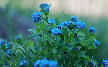 Flowers, Close-Up, Greens, Sharpness, Forget-Me-Nots HD wallpaper