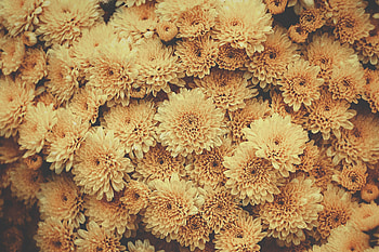 Yellow flowers, bloom HD wallpaper