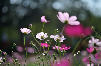 Flowers, Glare, Field HD wallpaper
