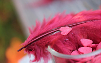 Hearts, Love, Feather, Bright HD wallpaper